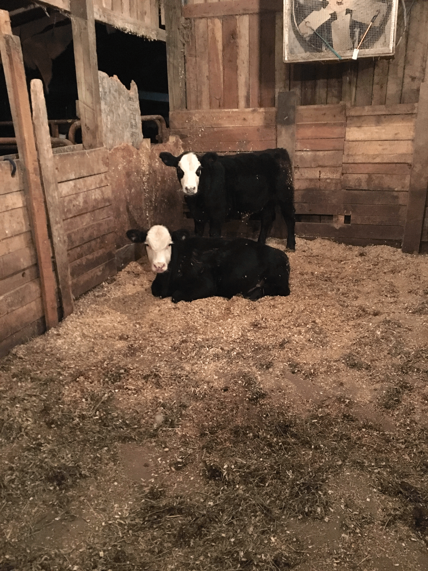 Hope's new cows 
