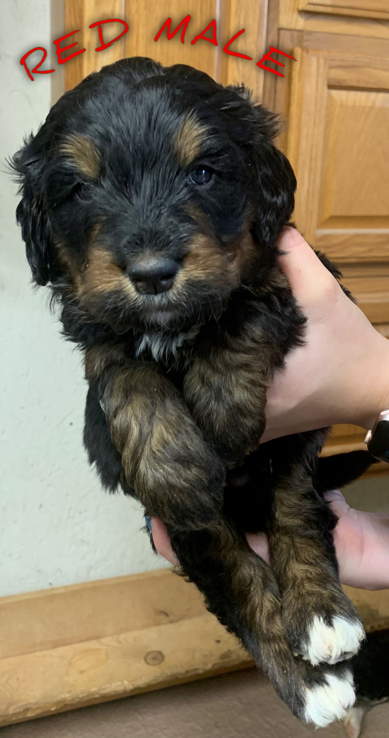 Red male Bernedoodle